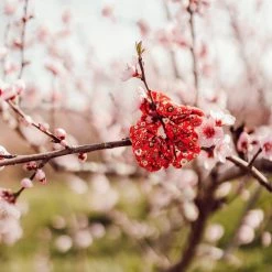Céleste - ALOUETTE Rouge