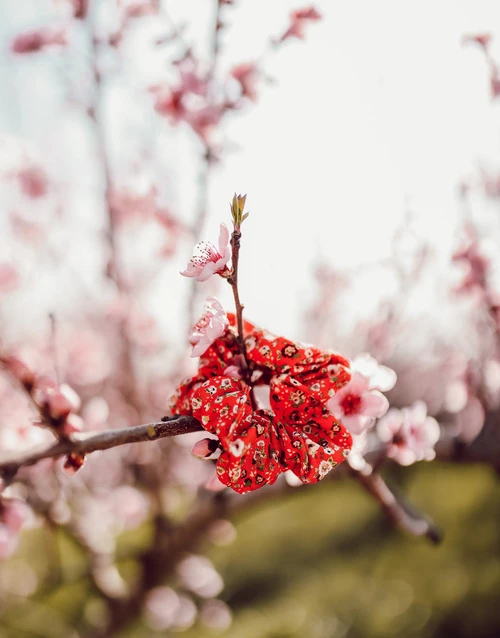 Céleste - ALOUETTE Rouge – Image 2